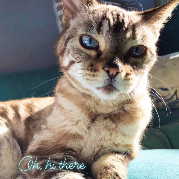 Meet your Posher, Krista - Picture 4 of 4